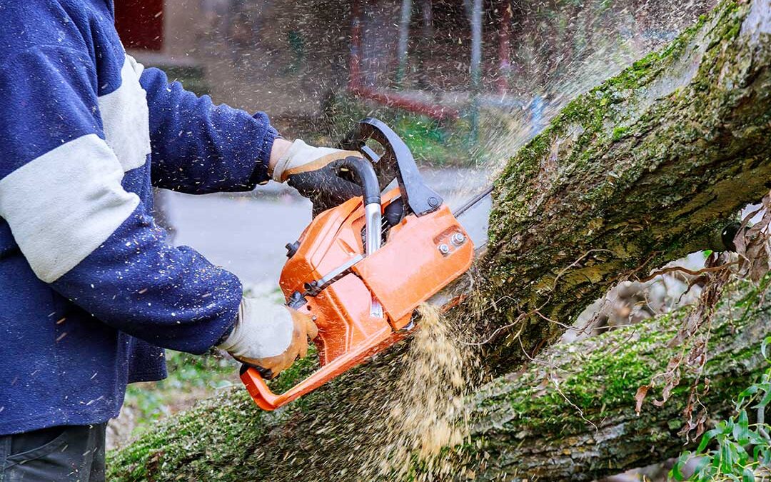 HOW DOES A TREE SERVICE CUT DOWN A TREE?